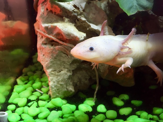 Különleges háziállatra vágysz? Ismerd meg az axolotl-t!