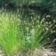 Tavi Növény | Juncus Effusus | Békaszittyó