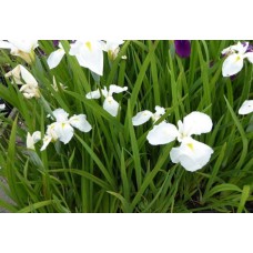 Tavi Növény Iris Ensata Dimant Fehér Nőszirom