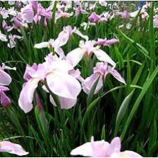 Tavi Növény Iris Ensata Topas Világosrózsaszín Nőszirom