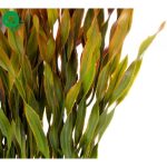 JK Animals Akváriumi Műnövény Vallisneria 33cm