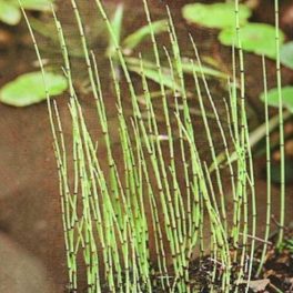 Tavi Növény Equisetum Fluviatile Iszapzsurló