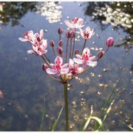 Tavi Növény Butomus Umbellatus Virágkáka