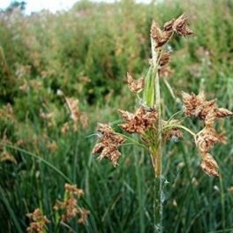 Tavi Növény Schoenoplectus Lacustris Tavi káka