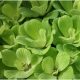 Tavi Növény Pistia Stratiotes Kagylótutaj