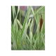 Tavi Növény Typha Latifolia Variegata (Csíkos Levelű Gyékény)