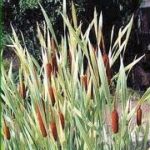 Tavi Növény Typha Latifolia Variegata (Csíkos Levelű Gyékény)
