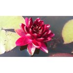 Tavirózsa Sötétbordó Black Princess