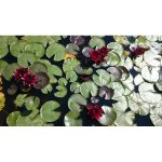 Tavirózsa Sötétbordó Black Princess