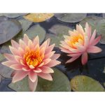 Tavirózsa Barack Georgia Peach