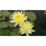 Tavirózsa Sárga Joey Tomocik