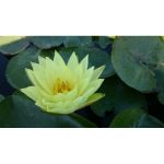 Tavirózsa Sárga Joey Tomocik