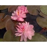 Tavirózsa Világos Rózsaszín Lilypons