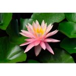 Tavirózsa Világos Rózsaszín Sunny Pink