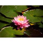 Tavirózsa Világos Rózsaszín Sunny Pink