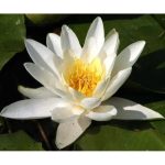 Tavirózsa Fehér Nymphaea Albatros