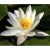 Tavirózsa Fehér Nymphaea Albatros