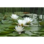 Tavirózsa Fehér Nymphaea Albatros