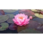 Tavirózsa Világos rózsaszín Perry's Fire Opal