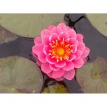 Tavirózsa Világos rózsaszín Perry's Fire Opal