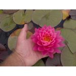 Tavirózsa Világos rózsaszín Perry's Fire Opal