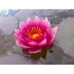 Tavirózsa Sötét rózsaszín James Brydon