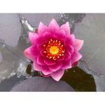 Tavirózsa Sötét rózsaszín James Brydon