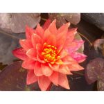 Tavirózsa Két színű Wanvisa