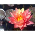 Tavirózsa Két színű Wanvisa