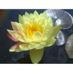 Tavirózsa Két színű Wanvisa