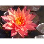 Tavirózsa Két színű Wanvisa