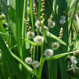   Sparganium erectum – Ágas Békabuzogány mocsári tavi növény