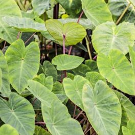 Tavi Növény Colocasia Pink China Kolokázia / Elefántfül