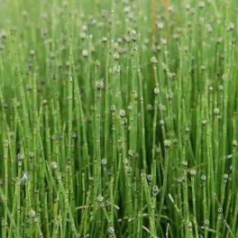   Equisetum palustre – Mocsári Zsurló vízparti mocsári tavi növény