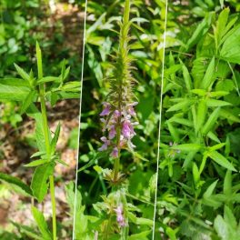   Stachys palustris – Mocsári Tisztesfű vízparti évelő tavi növény