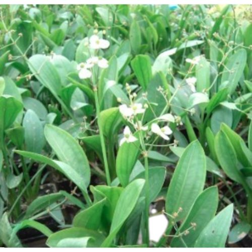Tavi Növény Sagittaria graminea / Nyílfű