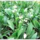 Tavi Növény Sagittaria graminea / Nyílfű
