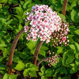   Darmera peltata ‘Nana’ – Törpe Pajzslevél, árnyékkedvelő tóparti évelő növény