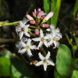   Menyanthes trifoliata – Vidrafű / Hármaslevelű Vidrafű mocsári tavi növény