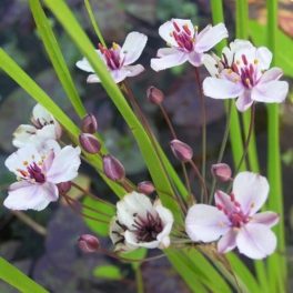 Butomus umbellatus – Virágkáka tavi növény