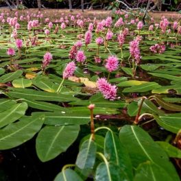 Persicaria Amphibia Vidrakeserűfű Tavi Növény