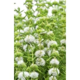 Tavi Növény Preslia cervina Alba / Angol menta 