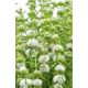 Tavi Növény Preslia cervina Alba / Angol menta 