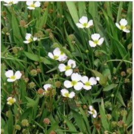   Tavi Növény Baldelia ( syn. Alisma ) ranunculoides / Bogláros kishídör