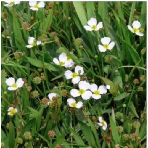 Tavi Növény Baldelia ( syn. Alisma ) ranunculoides / Bogláros kishídör