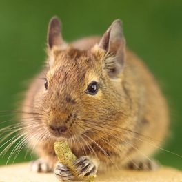 Degu