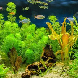 Akváriumi növények
