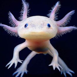 Axolotl