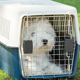 Kutyaszállító box
