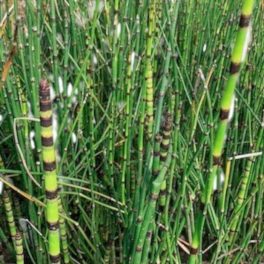   Tavi Növény Equisetum hyemale var. japonicum / Japán zsurló